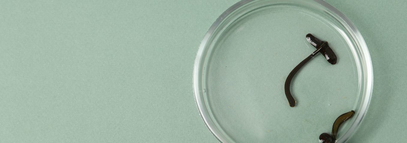 Inseminação Traumática