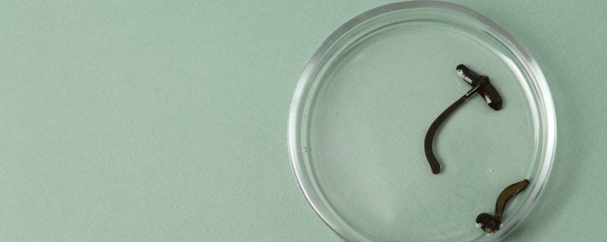 Inseminação Traumática