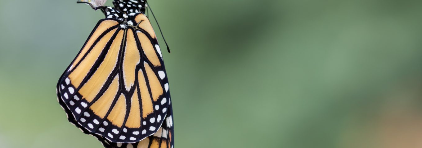 Metamorfose da Borboleta