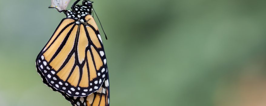 Metamorfose da Borboleta