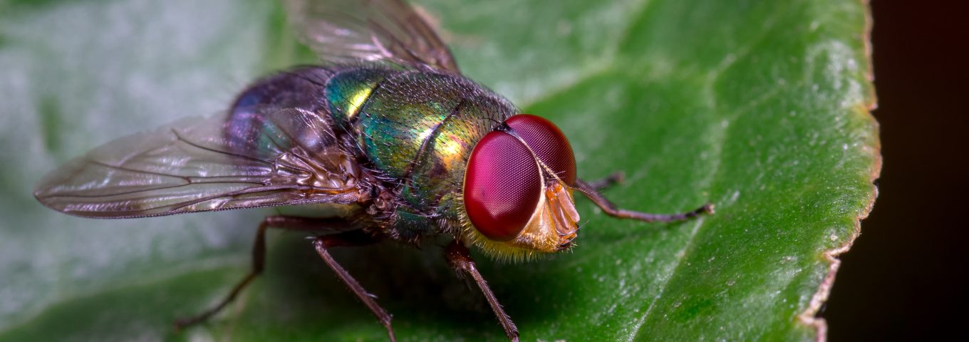 Mosca