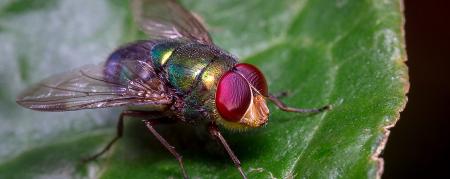 Mosca