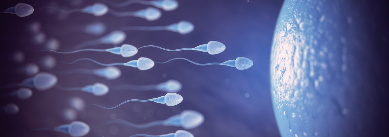 Fertilização