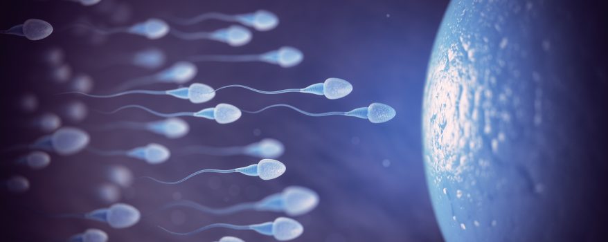 Fertilização