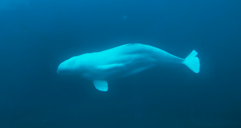 Belugas