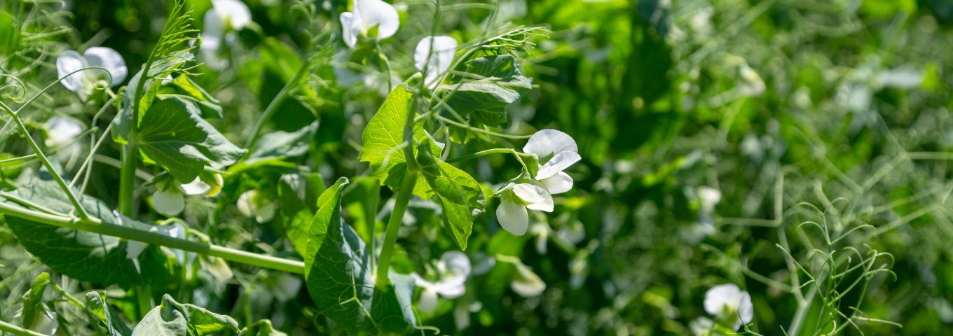 memória epigenética vegetal