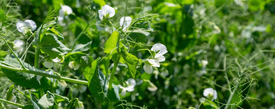 memória epigenética vegetal