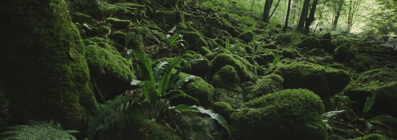 Inteligência Vegetal