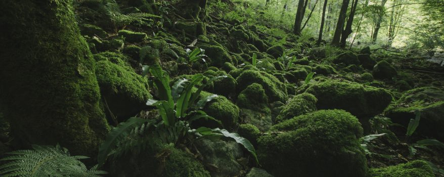Inteligência Vegetal