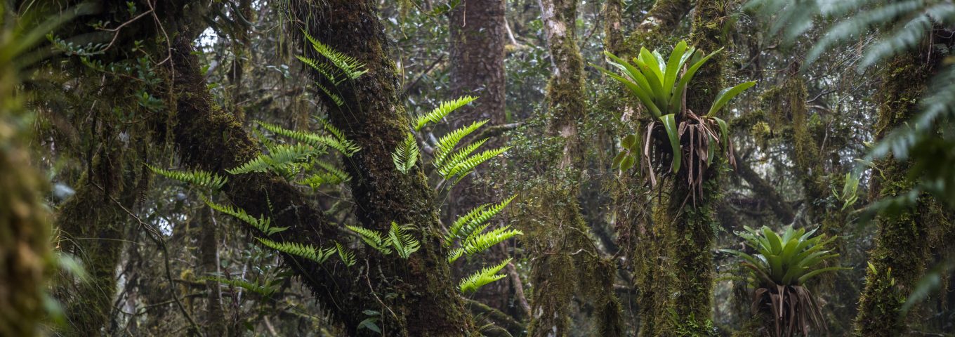 Floresta
