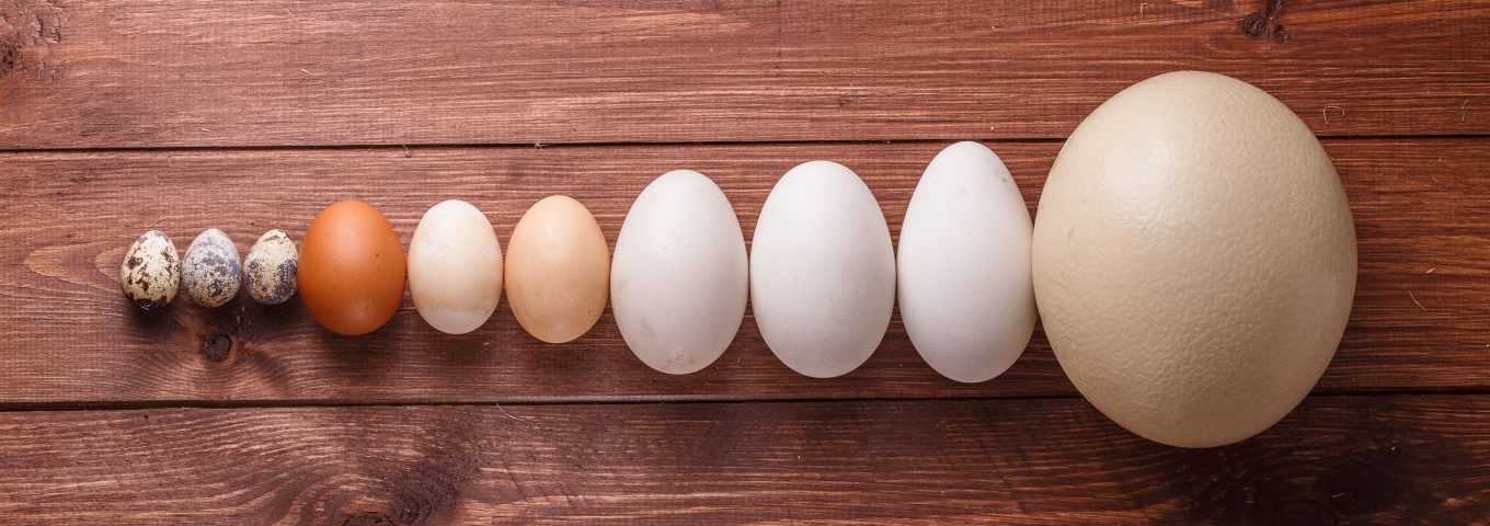 A evolução é cega?