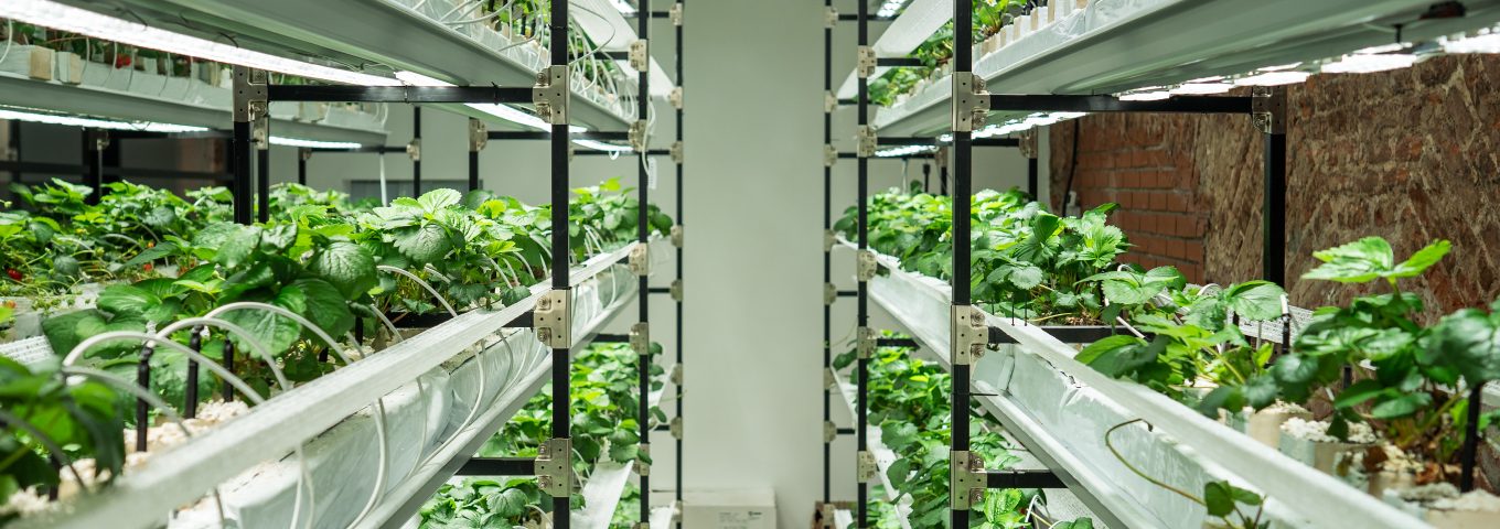 Agricultura Vertical