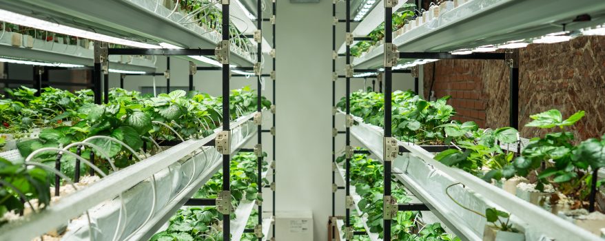 Agricultura Vertical